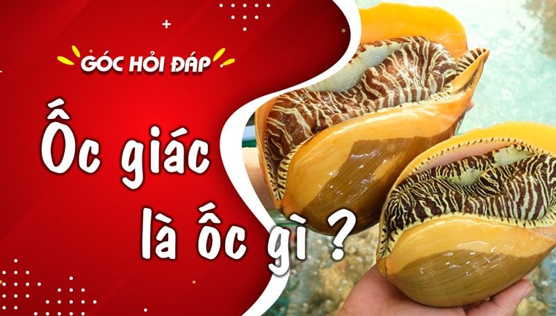 Ốc giác là ốc gì? Ốc giác giá bao nhiêu 1kg?