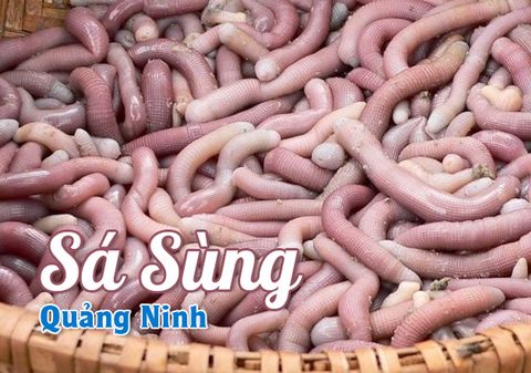 Sá sùng Quảng Ninh - Đặc sản gây “thương nhớ” của mỗi du khách