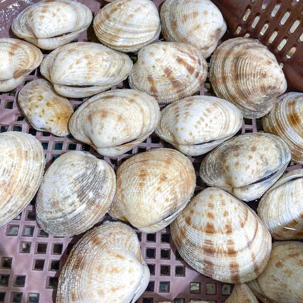 sò sần thiên nhiên