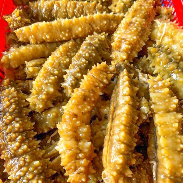 hải sâm gai