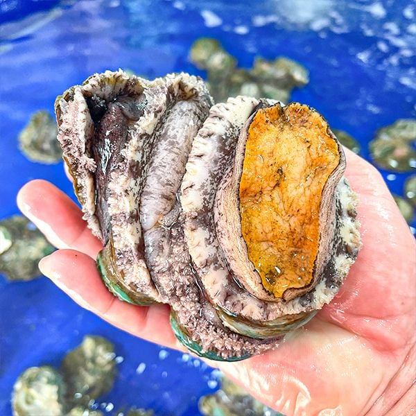 các loại ngao sò