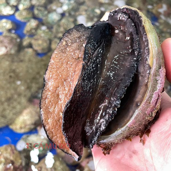 hải sản nhập khẩu