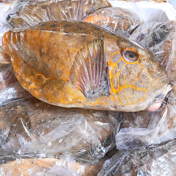 các loại cá đông lạnh