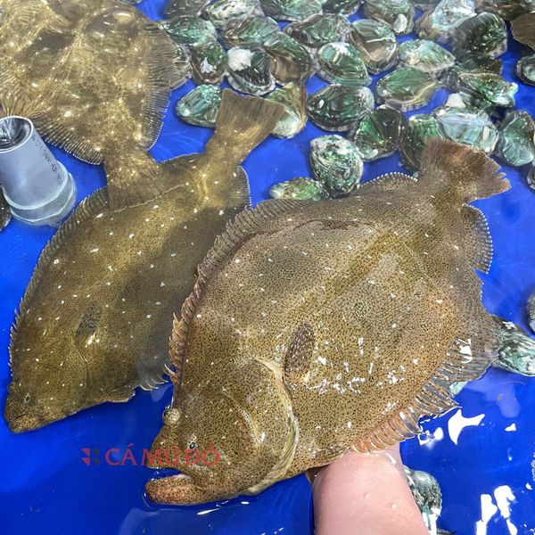 hải sản nhập khẩu