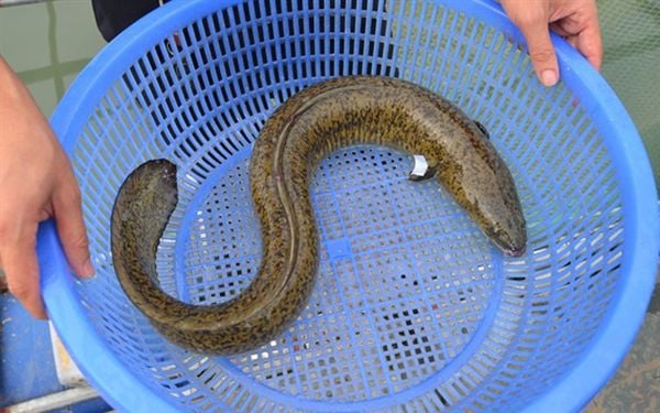 các loại cá chình