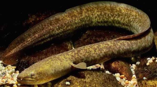 các loại cá chình