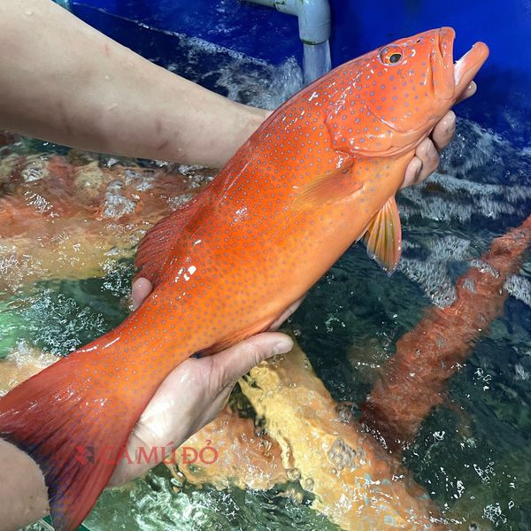 đặc sản côn đảo