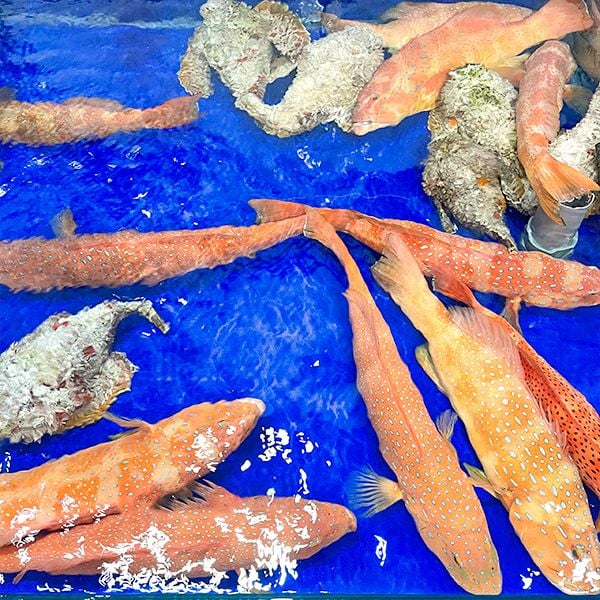 cá mú đỏ Côn Đảo