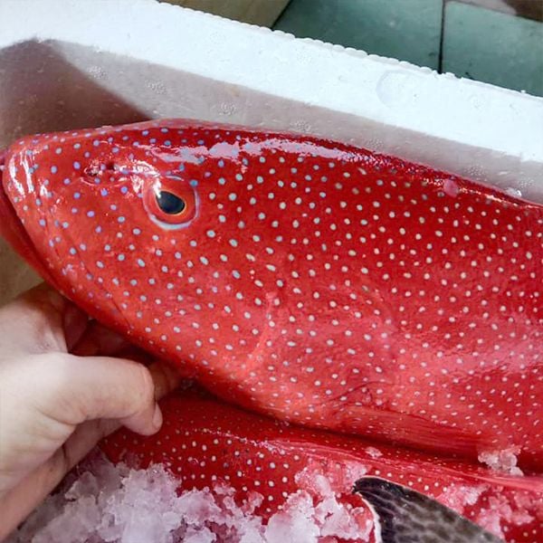 cá mú đỏ sao xanh