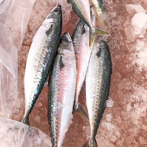 các loại cá đông lạnh