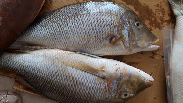 đặc sản côn đảo