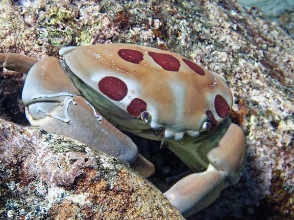 đặc sản côn đảo