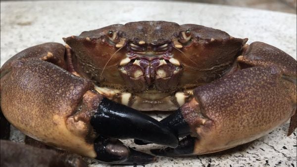 cù kỳ Quảng Ninh