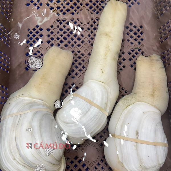 hải sản nhập khẩu