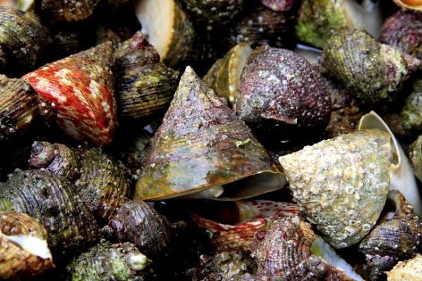 đặc sản côn đảo