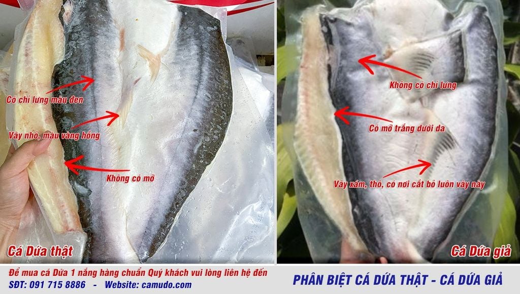 phân biệt cá dứa thật giả