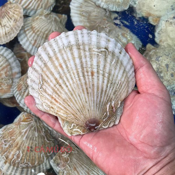 hải sản nhập khẩu