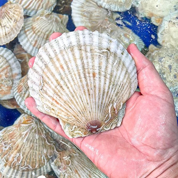 các loại ngao sò