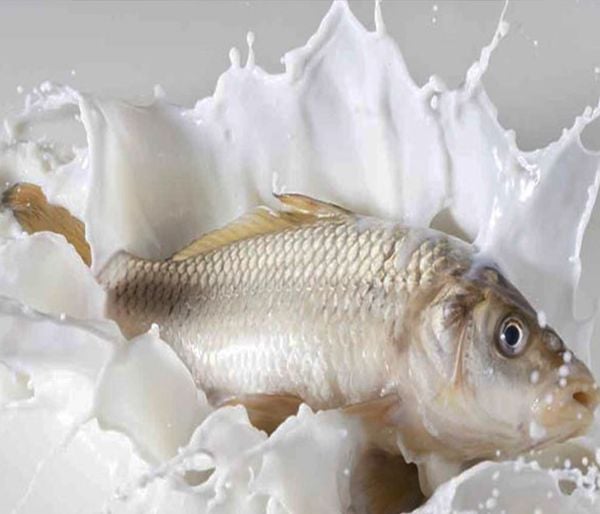 khử mùi tanh của cá