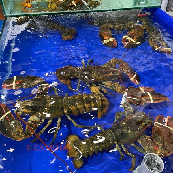 hải sản nhập khẩu