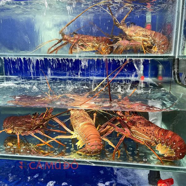 hải sản nhập khẩu