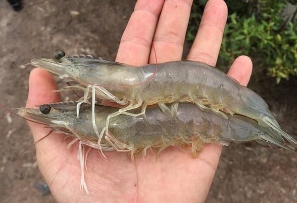 tôm sú và tôm thẻ