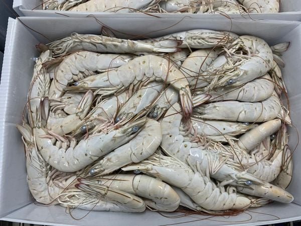 tôm nương trung quốc