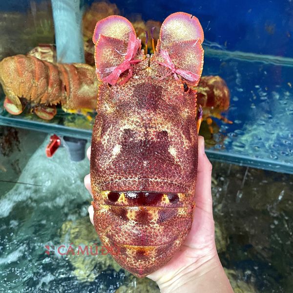 đặc sản côn đảo