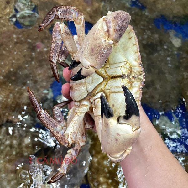 hải sản nhập khẩu