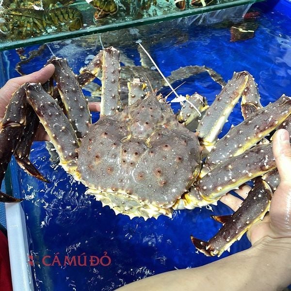 hải sản nhập khẩu