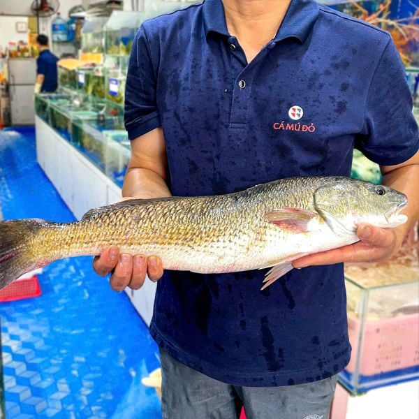 cá sủ