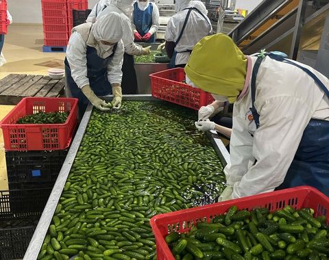 Dưa bao tử, hy vọng mới cho vụ đông Sơn La