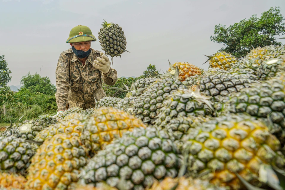 Phương pháp trồng dứa đáp ứng thị trường khó tính nhất