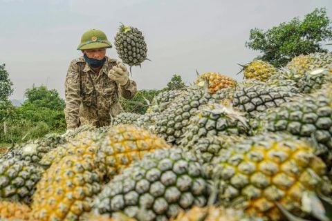 Phương pháp trồng dứa đáp ứng thị trường khó tính nhất