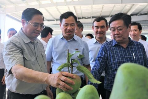 Doveco - Lá cờ đầu trong lĩnh vực chế biến nông sản