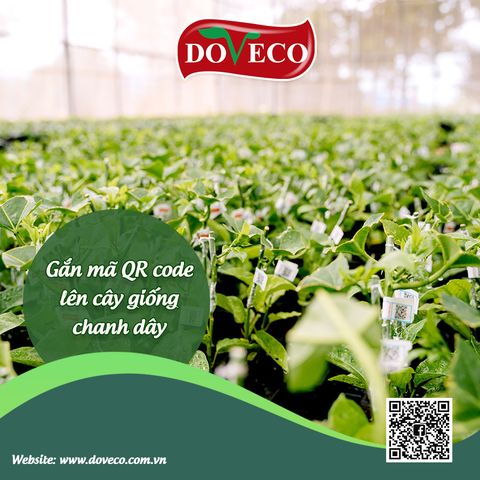 Doveco Gia Lai gắn mã QR code lên cây giống chanh dây