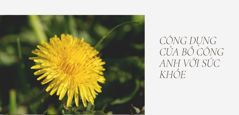 Bồ Công Anh Và Những Công Dụng Không Ngờ Của Nó