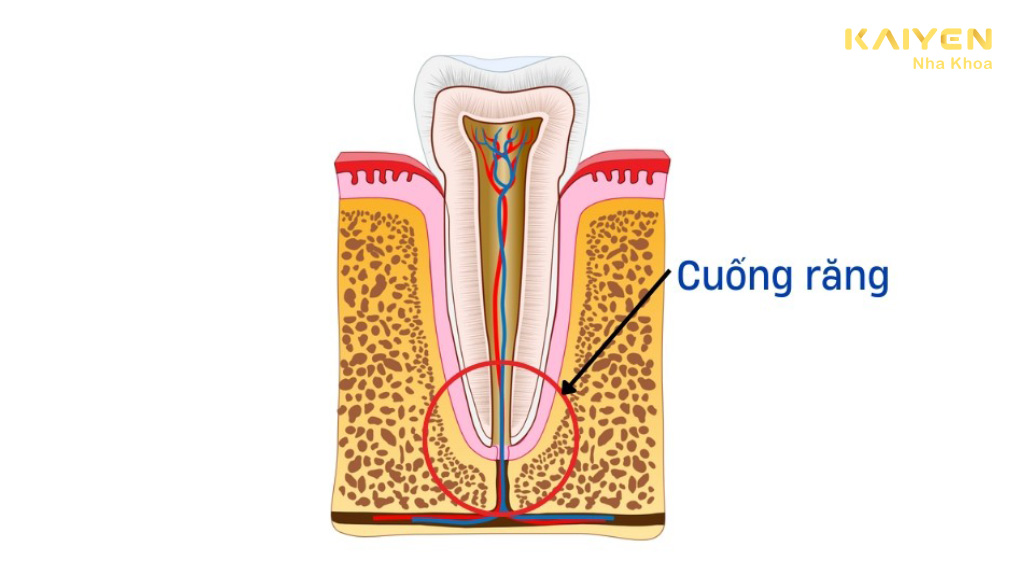 Chóp răng là gì? Vai trò của chóp răng – Nha khoa Quốc Tế KAIYEN