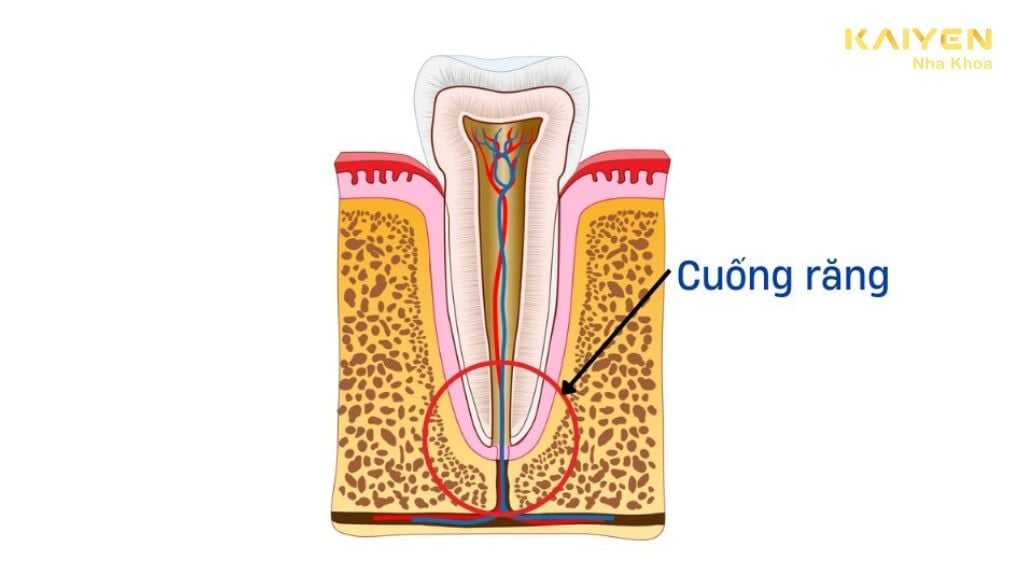 Chóp răng là gì? Vai trò của chóp răng