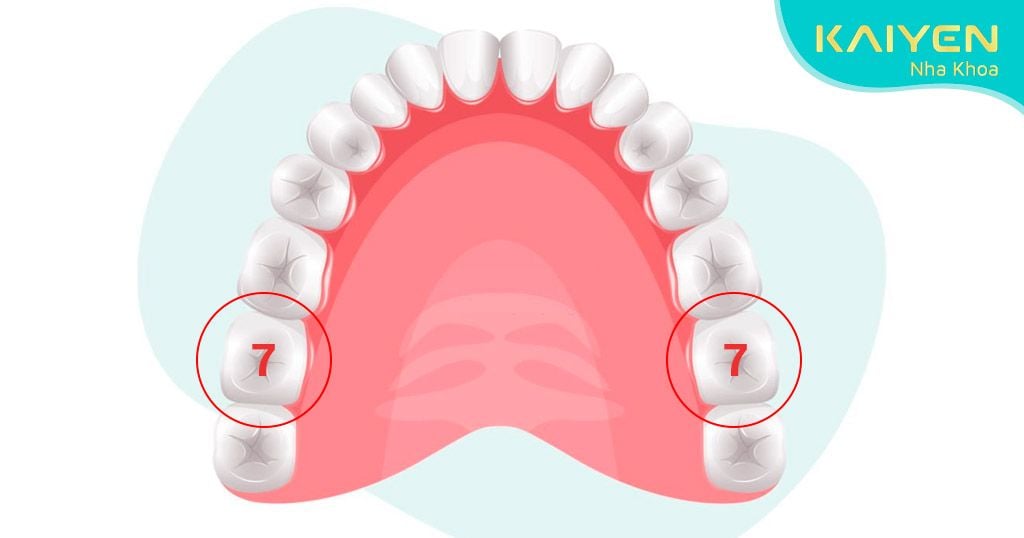 Răng số 7: Vai Trò Và Hậu Quả Khi Mất Răng Số 7