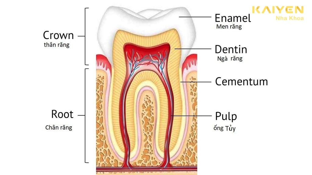 tủy răng là gì