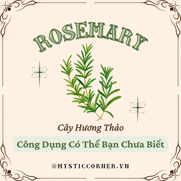 ROSEMARY - Cây Hương Thảo Công Dụng Có Thể Bạn Chưa Biết
