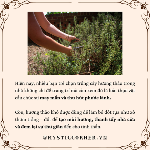 công dụng rosemary cây hương thảo
