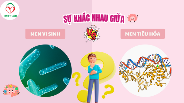 SỰ KHÁC BIỆT GIỮA MEN VI SINH VÀ MEN TIÊU HÓA