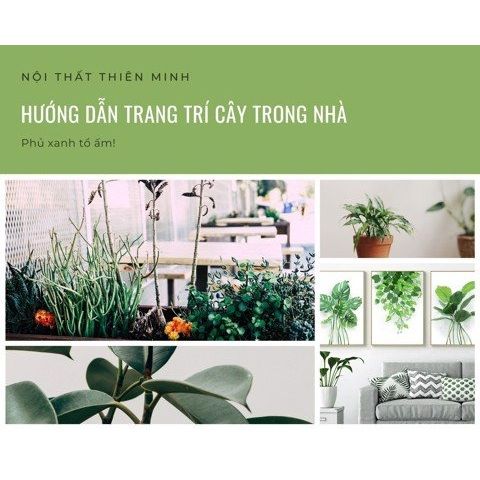 Cách trang trí cây xanh trong nhà