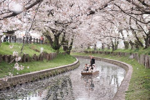 Ngắm hoa anh đào nở rộ tại Saitaima - Nhật Bản