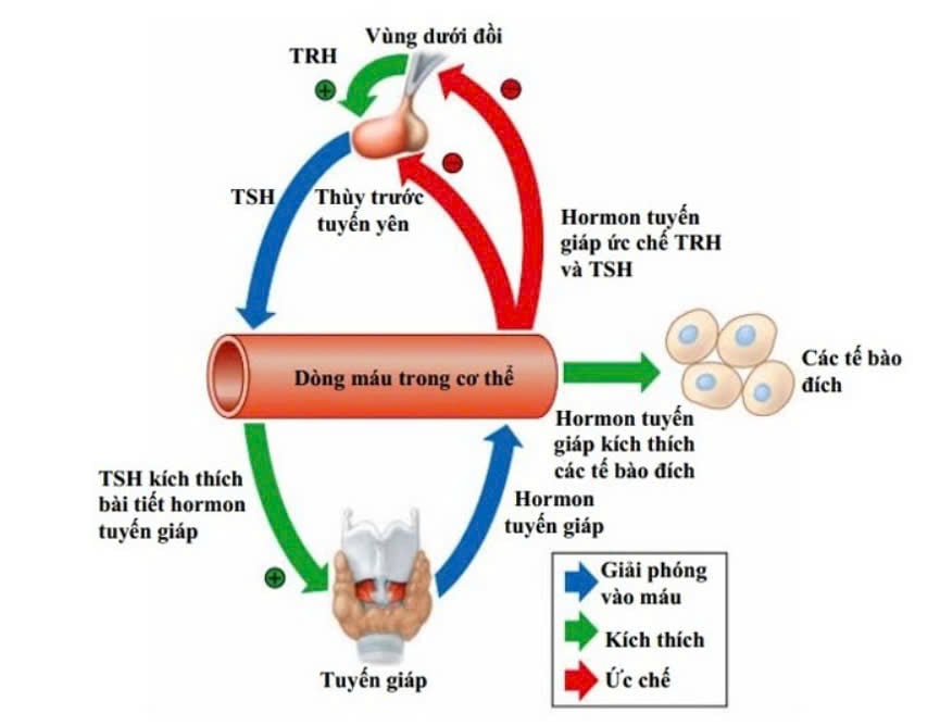 Chỉ số TSH trong ung thư tuyến giáp: Vai trò và ý nghĩa trong chẩn đoán