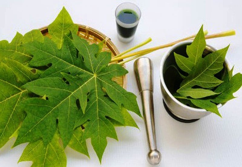 Công dụng của lá đu đủ với sức khỏe