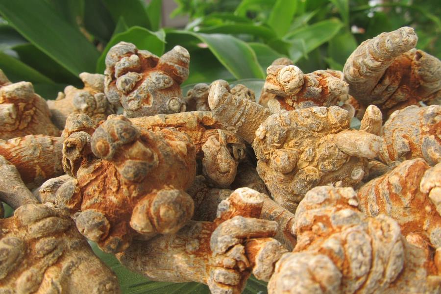 Ung thư phổi có uống được tam thất không