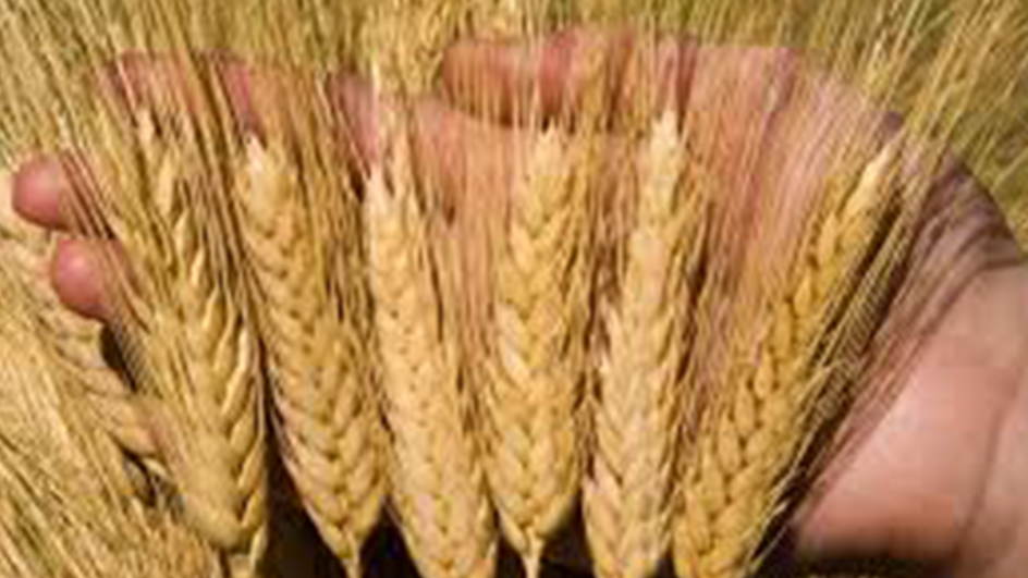 [CBOT 22.04.2024] Giá lúa mì tăng mạnh, kéo theo giá bắp và đậu nành